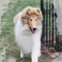 Echo - Sable and white male Collie puppy in Conneaut Lake, Pennsylvania from Val Hi Collies