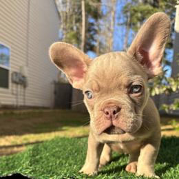 French Bulldog Puppies from Melvin Hodges