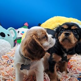 Cavalier King Charles Spaniel Puppies from S. Mancha