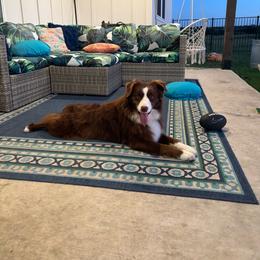 Beast - Miniature Australian Shepherd