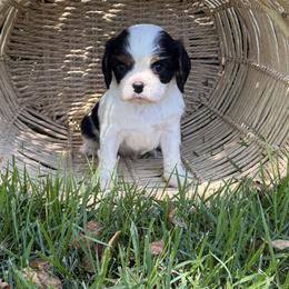 Lance - Tri-color male Cavalier King Charles Spaniel puppy in Lula, Georgia from Cavaliers by Crumley