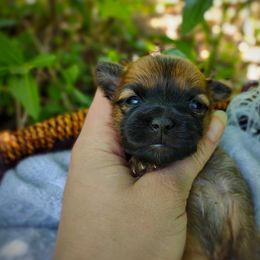 Companion Cross, Havanese, Mal-Shi, Maltese, Maltipoo, Morkie, and Shih Tzu Puppies from Seeking Shalom Acres Maltese, Maltipoos & Havamalts
