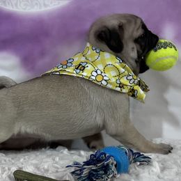 Pug Puppies from Lindsay’s Cenla Pugs!