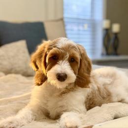 Lewis - Parti male Goldendoodle puppy in Heber Springs, Arkansas from H&L GoldenDoodles