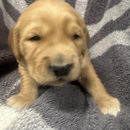 Blue Boy - Golden male Golden Retriever puppy in Rockwell, North Carolina from KnL Golden Acres