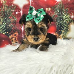 Rubie - Blue and gold female Yorkshire Terrier puppy in Monticello, Iowa from Ashley’s Puppies