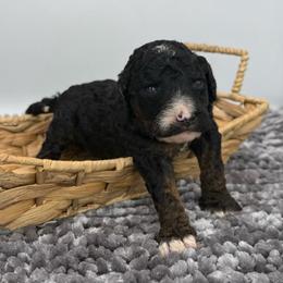 Augustus - Phantom male Poodle puppy in Greeneville, Tennessee from Smokey Mountain Sheepadoodles