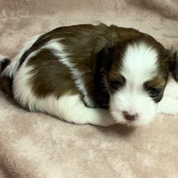 Brandy - Red female Havanese puppy in Maryville, Missouri from Dreamworks Havanese