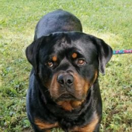 Rottweilers from Patty Cunningham