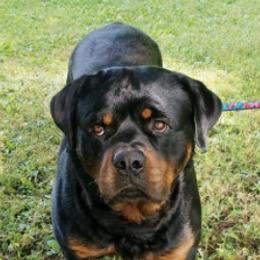 Rottweilers from Patty Cunningham