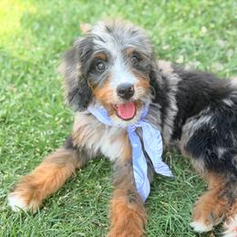Cooper - Blue merle male Bernedoodle puppy in Wickenburg, Arizona from Houskerville Doodles