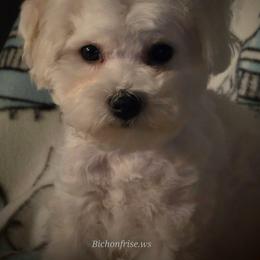 Silver-gray male - White male Bichon Frise puppy in Apple River, Illinois from Barb's Bichons Bichonfrise.ws