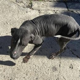 Girl 3 - Black Xoloitzcuintli puppy in Los Angeles, California from Ruby's Pups