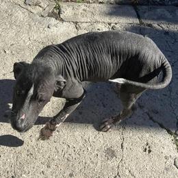 Girl 3 - Black Xoloitzcuintli puppy in Los Angeles, California from Ruby's Pups