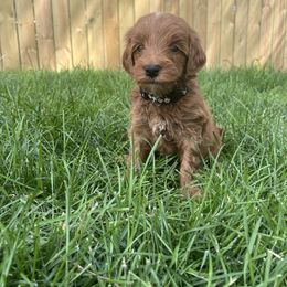 Carter (Black) - Red  male Goldendoodle puppy in Casper, Wyoming from 307 Doodles