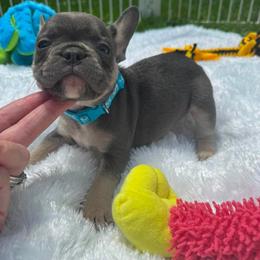 Starkhaus' Lil' Blue Bayou - Blue male French Bulldog puppy in Westerly, Rhode Island from Starkhaus Rottweilers & Frenchies