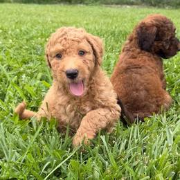 Gouda - Gold male Bordoodle puppy in Canfield, Ohio from Poo's Doo's & Inu's