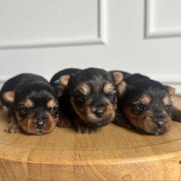 Yorkshire Terrier puppies from Elaine’s Yorkies