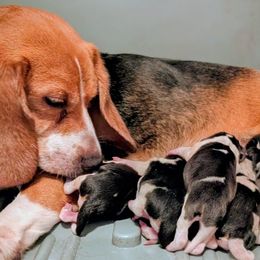 Beagle puppies from Clover Beagles