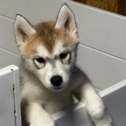 Lily - From Health Tested Parents - Vet Checked - Gray and white female Siberian Husky puppy in Los Angeles, California from Limitless Huskies