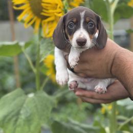 Dachshund Puppies from Thomas Homestead and Rabbitry