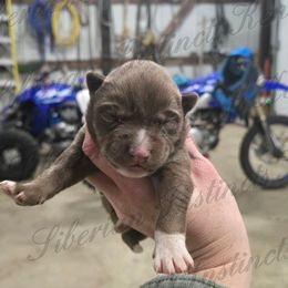 Yamaha - Red and white female Siberian Husky puppy in Bingham, Illinois from Siberian Instincts Kennel
