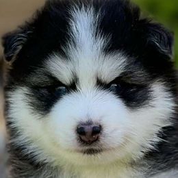 Pomskies from Mississippi River Pomskies