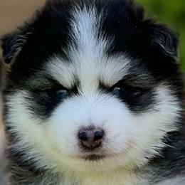 Pomskies from Mississippi River Pomskies