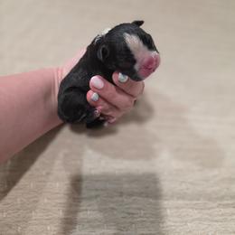Black Female - Black and white female Boston Terrier puppy in La Belle, Florida from HC Boston Terriers