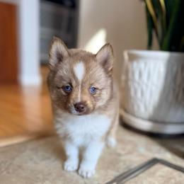 Fifi - Chocolate female Pomsky puppy in Doon, Iowa from Luxury Pomsky