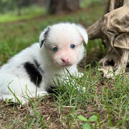 Mismark Merle- Full Tail - Blue merle and white male American Corgi puppy in Nashville, Arkansas from Whisenhunt Farms