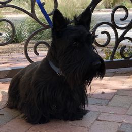 Wallace - Scottish Terrier