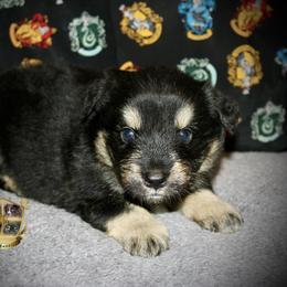 Texas - Black tri-color male Australian Shepherd puppy in El Dorado Springs, Missouri from HP Aussie Kennels
