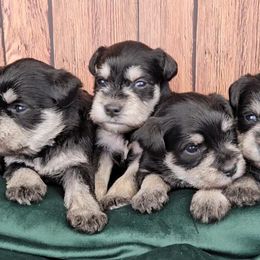 Miniature Schnauzer Puppies from Halo Schnauzer