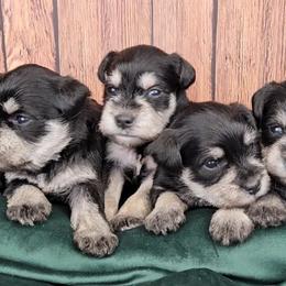 Miniature Schnauzer Puppies from Halo Schnauzer