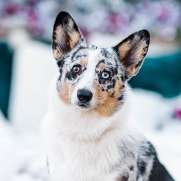 Winnie - Pembroke Welsh Corgi