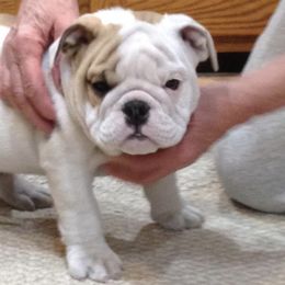 Bulldogs and French Bulldogs from Williamson’s Frenchies & English Bulldogs