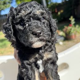Aussiedoodle - Black and white male Aussiedoodle puppy in Hayward, California from Bay Area Aussiedoodles