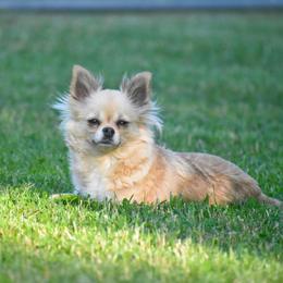 Willow - Black sabled fawn female Chihuahua puppy in Bulls Gap, Tennessee from Smokey Mountain Chihuahuas