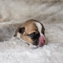 Sirus - Red male Pembroke Welsh Corgi puppy in Lake Elsinore, California from Rose Petal Corgis