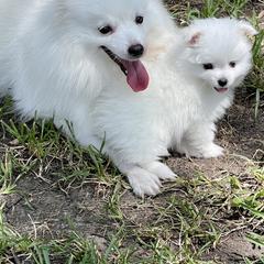 American Eskimo Dog Puppies from Soleil American Eskimos