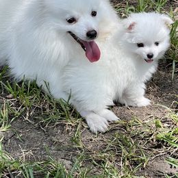 American Eskimo Dog Puppies from Soleil American Eskimos
