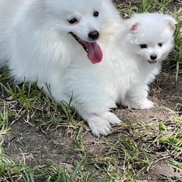 American Eskimo Dog Puppies from Soleil American Eskimos