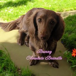 Bunny - Dachshund