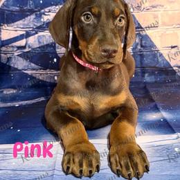 Pink Collar - Red and rust female Doberman Pinscher puppy in Louisville, Kentucky from Ruiz Dobermans