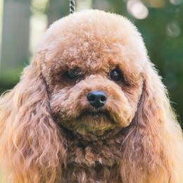 Winnie - Poodle
