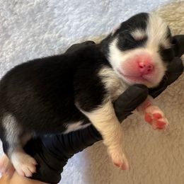 Brooklyn - Black female Pomsky puppy in Mc Minnville, Oregon from West Coast Pomskies
