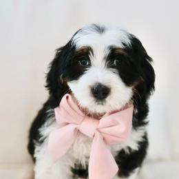 Truth - Black tri-color female Aussiedoodle puppy in Diamond Bar, California from Furrytaildoodles