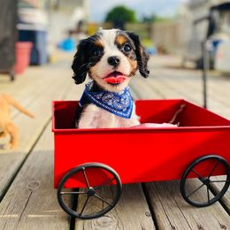 Cavalier King Charles Spaniels from Phoenix Farm