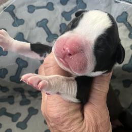 Flashy boy - Brindle male Boxer puppy in Plainwell, Michigan from Hope's Beautiful Boxers